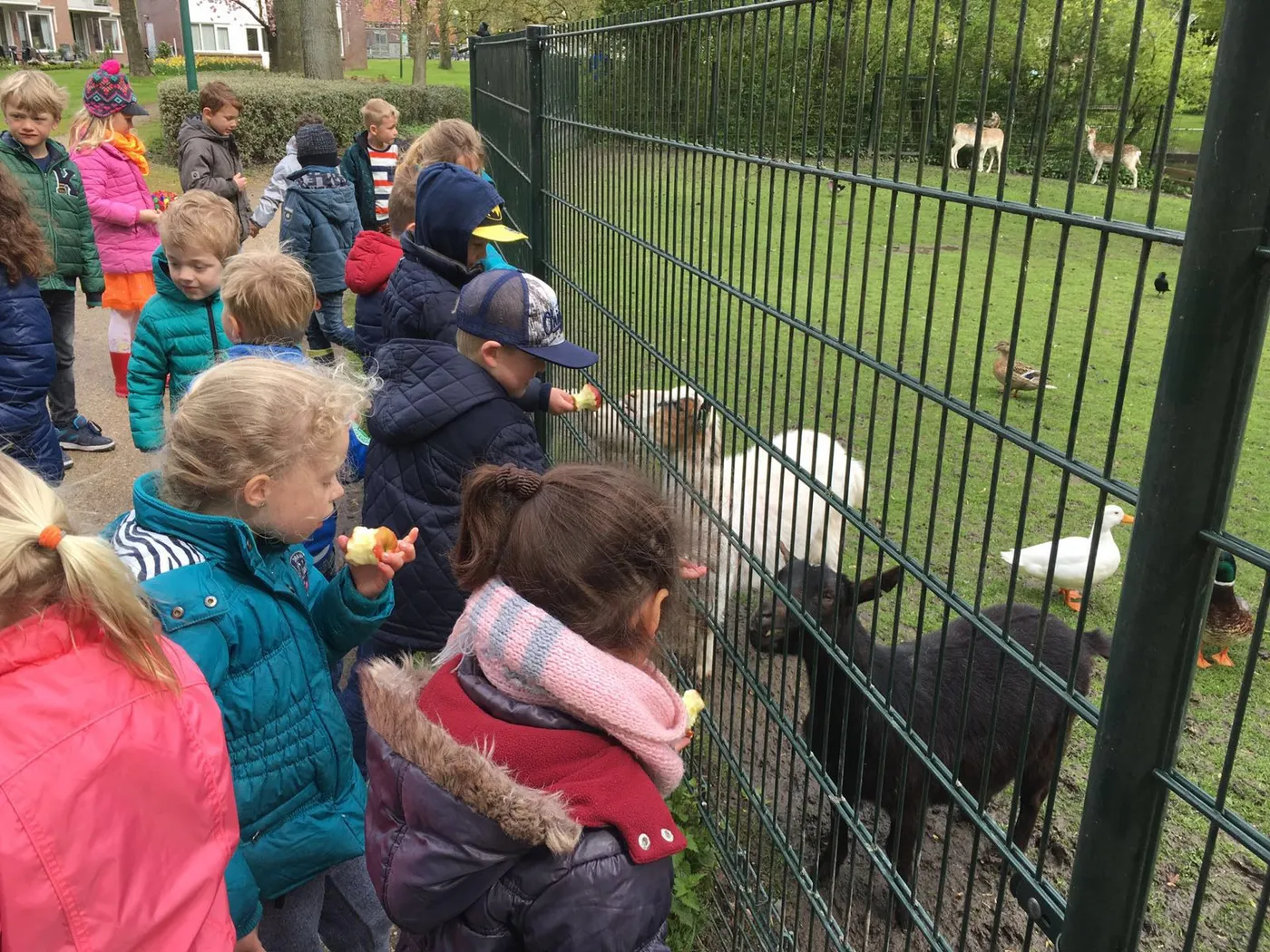 De dieren voeren bij de kinderboerderij